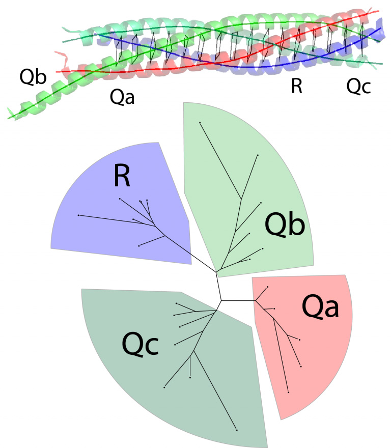 Four basic types of SNARE proteins Fasshauer