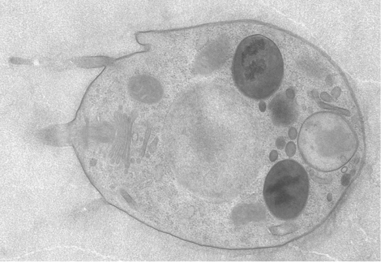 EM Monosiga brevicollis Fasshauer