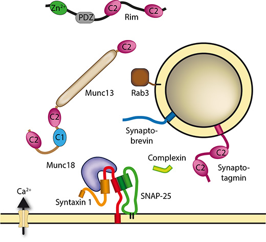 Fasshauer lab secretion